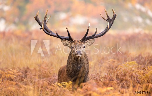 Picture of Large red deer stag walking towards the camera